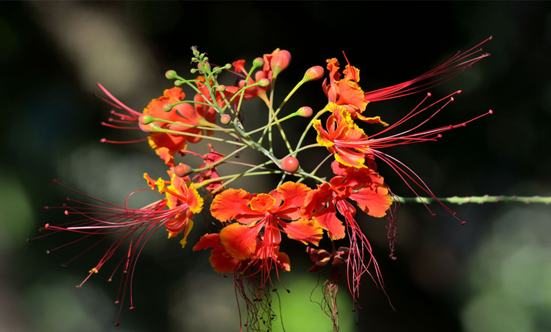 合川花帮主百科词条创建案例