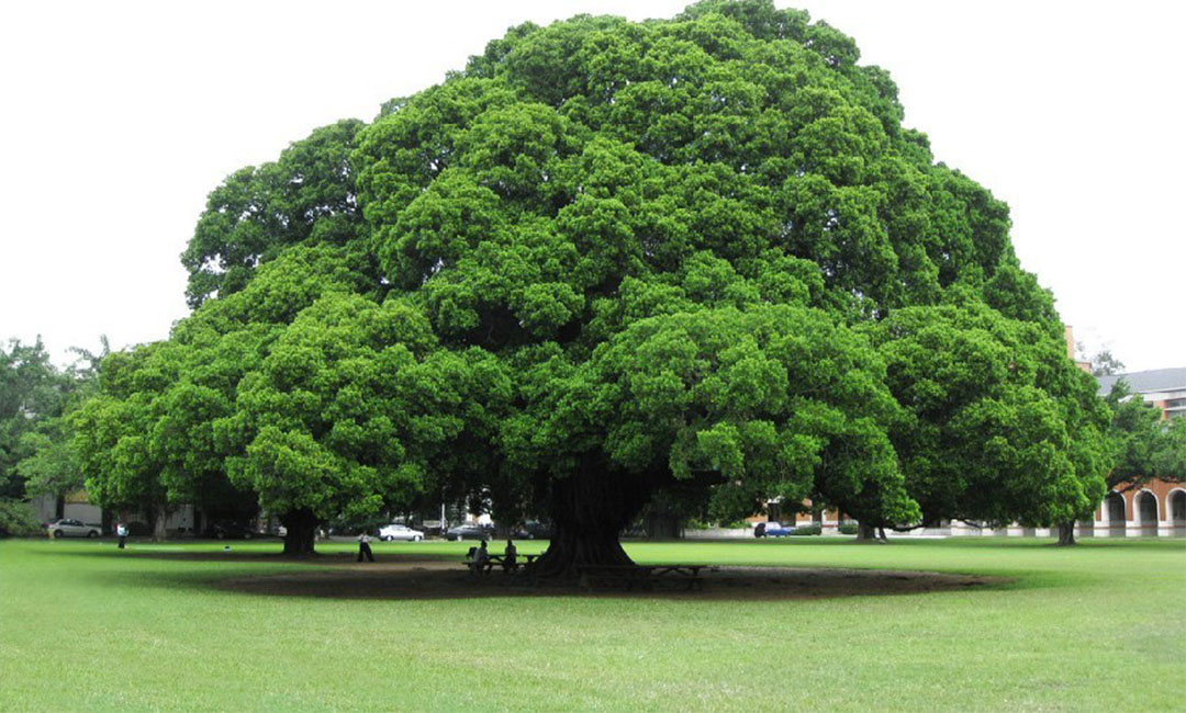 合川金榕树服务号代运营案例